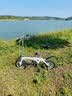 大行（DAHON）BYA412 白色折叠自行车14英寸超轻迷你便携小轮男女式单车 实拍图