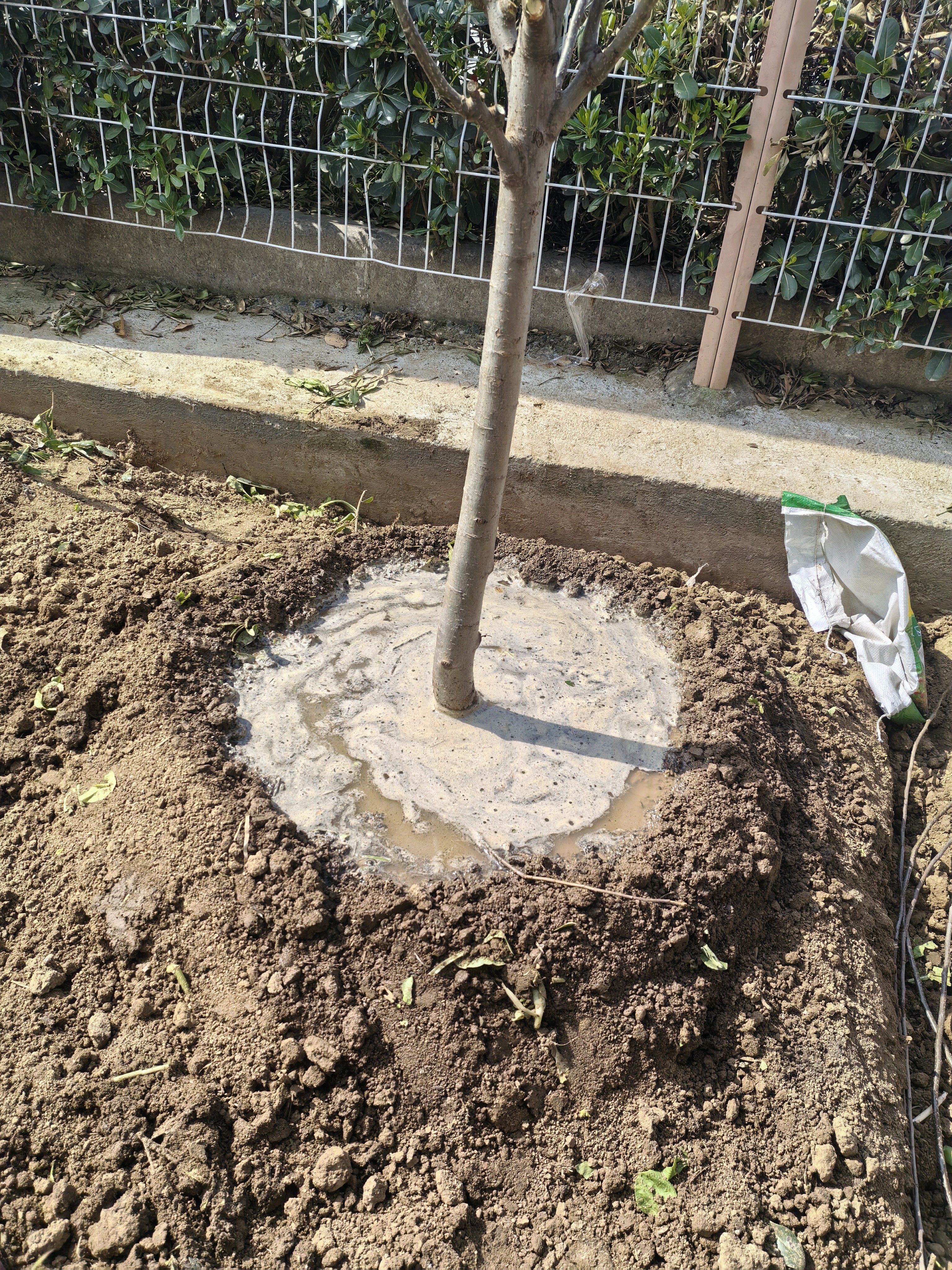 乐途特大苹果树果苗红富士四季种植树苗 苹果树【7公分粗】源头直发 实拍图