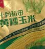 十月稻田 黄糯6cm玉米段 8段 共1.6斤 东北杂粮粗粮 低脂早餐 火锅食材 实拍图