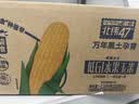 北纬47度水果玉米2.64斤(220g*6根)开袋即食鲜甜玉米棒 低脂低GI 早餐苞米 实拍图