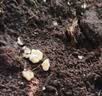 史丹利3L包装营养土园艺有机土通用型种花种菜养花专用泥炭土壤种植土 实拍图