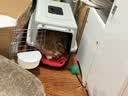 皇家猫粮 幼猫猫粮 幼猫奶糕 K36 通用粮 4-12月 2KG【宠物金选】 实拍图