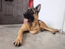 疯狂小狗中大型犬狗粮成幼犬10kg金毛边牧牛肉&青口贝犬粮20斤营养丰富 实拍图