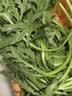 蒿子杆300g(茼蒿） 实拍图