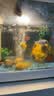 森森鱼缸增氧泵水族箱氧气泵LQE-50家用小型充氧泵3W单孔+全套配件 实拍图