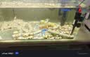 森森（SUNSUN）鱼缸加热棒自动恒温水族箱防爆加热器鱼缸水族用品 高硼硅玻璃50W(18cm长) 实拍图
