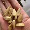 洽洽毛嗑多味瓜子500g恰恰打手瓜子葵花籽大颗粒休闲零食坚果炒货大包 实拍图
