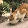 网易严选全价猫粮4.0成幼猫三文鱼亮毛养胃深海鱼虾1.8kg*4袋【宠物金选】 实拍图
