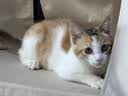 皇家猫粮 幼猫猫粮 幼猫奶糕 K36 通用粮 4-12月 4.5KG【宠物金选】 实拍图