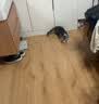 京东京造 逗猫棒激光笔灯便携超长续航多光多用途图案猫玩具可照猫藓紫光 实拍图