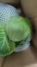 山东新鲜甘蓝包菜卷心菜圆白菜新鲜嫩绿莲花白现摘现发早餐减脂 新鲜包菜 4.6斤净重 人工挑拣 实拍图