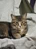 普安特宠物猫咪驱虫药驱虫体内外一体幼成虫跳蚤犬虱非泼罗尼爱滴克套装 实拍图