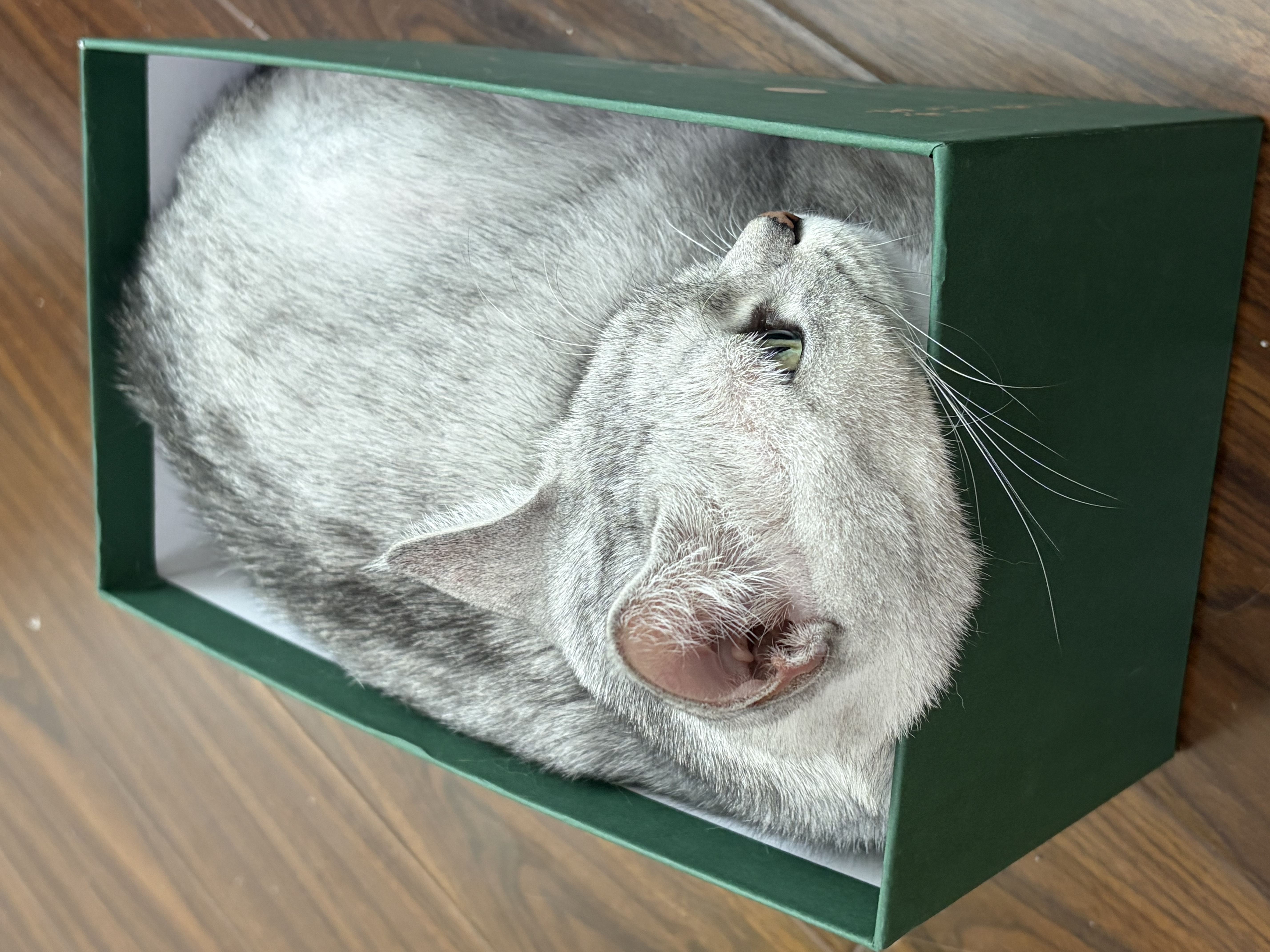 FARMINA PET FOODS法米娜鲱鱼甜橙5kg成猫幼猫绝育控制体重猫粮-27年1月起 实拍图