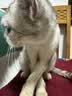 licheers猫包外出大号宠物背包便携太空舱猫笼双肩透气大容量猫咪书包 实拍图