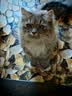 冠能猫粮 成猫猫粮鸡肉味10kg 全价猫粮 稳固免疫【宠物金选】 实拍图