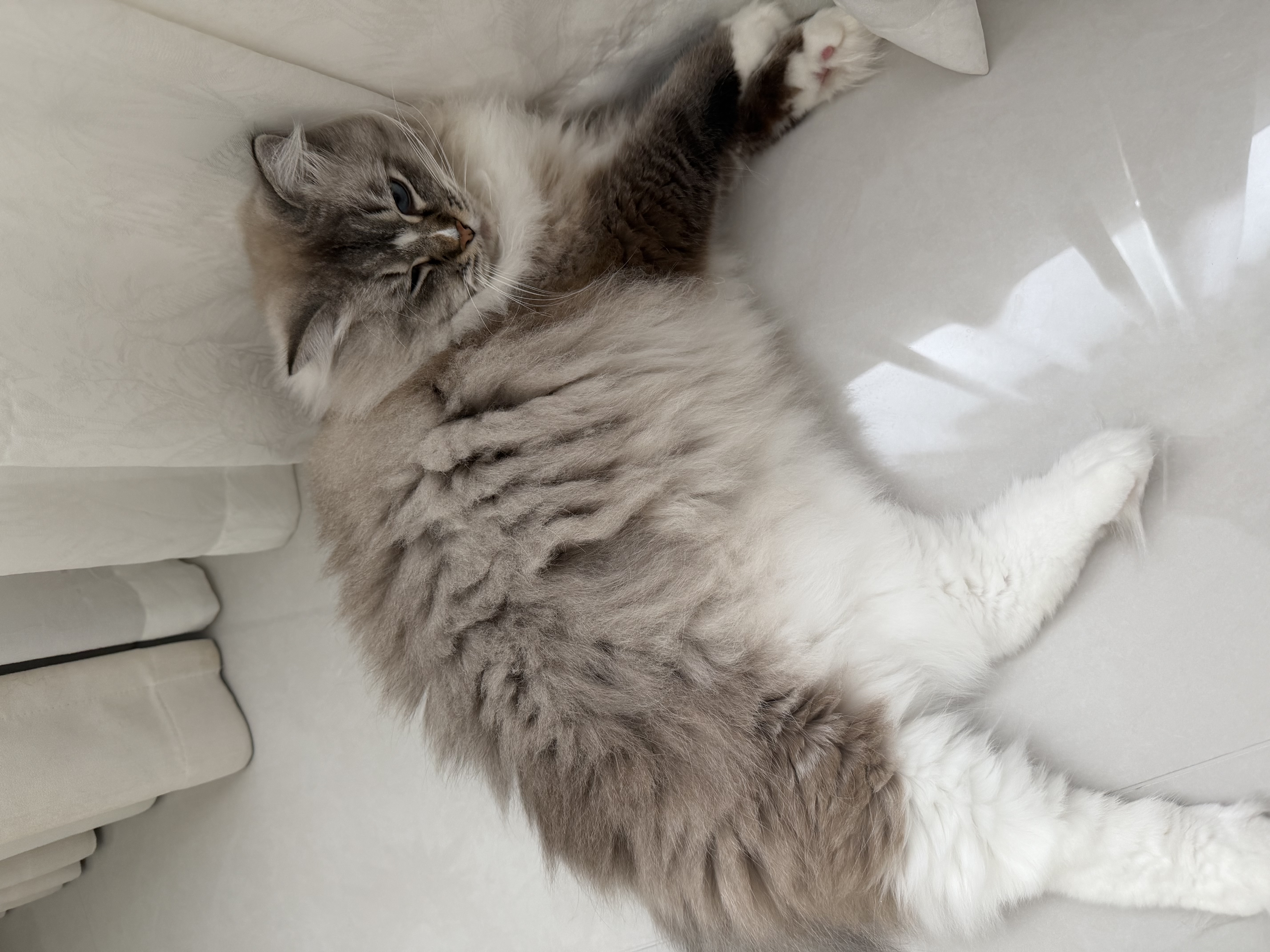 皇家猫粮 成猫猫粮 室内长毛猫 ILH35 通用粮 1-7岁 4.5KG 实拍图