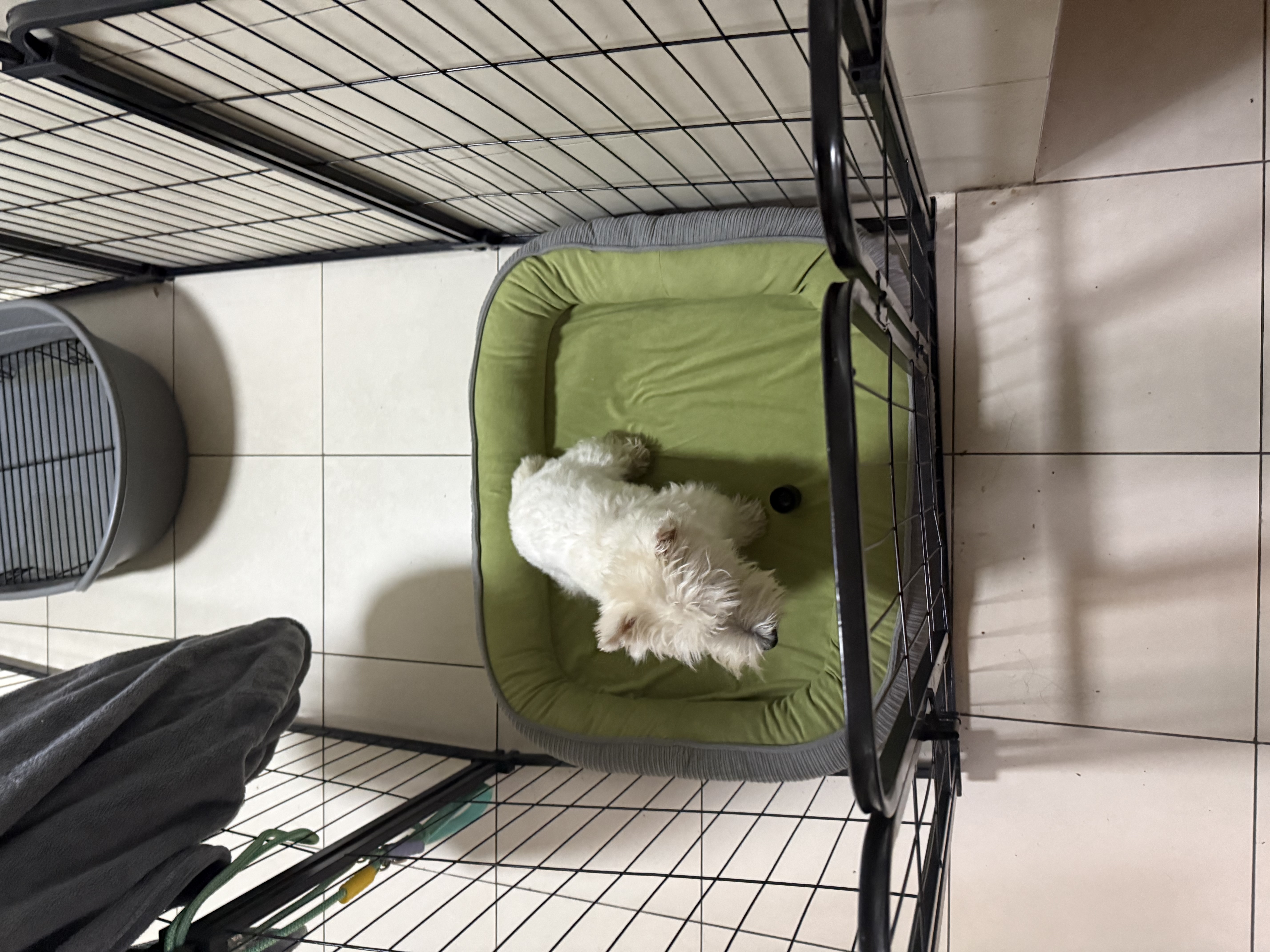 【京东快递】狗窝老年犬猫窝冬季保暖垫子狗狗宠物垫子可拆洗 草绿色 XL- 75*60cm 适合30斤内宠物 实拍图