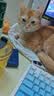 诚实一口P32全价猫粮成猫幼猫室内外低敏轻松蛋白易消化守护肠胃营养1.5kg 实拍图