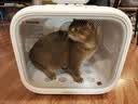小佩智能宠物烘干箱MAX白色 宠物全自动吹毛机猫犬洗澡神器 实拍图