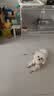 麦德氏IN小型犬UC-II骨胶原软骨素300g宠物狗狗鲨鱼软骨素关节养护 实拍图
