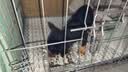 纽冠狗粮幼犬中小型犬5斤柯基金毛拉布拉多泰迪3-6个月通用全价2.5kg 实拍图