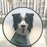 憨憨乐园伊丽莎白圈耻辱圈狗狗猫项圈猫咪头套宠物脖套大型犬防咬圈用品1 实拍图