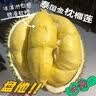 京鲜生 进口金枕头新鲜榴莲 净重6-7斤 1个装 生鲜水果 实拍图