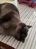 美士全价冻干双拼成猫猫粮 4.5kg 8%原切冻干 实拍图