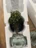 【限时秒杀】小叶赤楠盆景植物办公花卉基地直销批发绿植盆栽室内 赤楠+绿色裂纹盆+苔藓+圆底座 实拍图