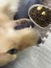 伯纳天纯狗粮中大型犬全价成年犬粮17kg羊肉蔓越莓味囤货装 实拍图
