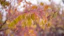 永诺YN50F1.8S DF Lite 索尼FE口全画幅自动定焦镜头 适用于A7M3 A7M4 ZVE10等微单相机 黑壳新品 实拍图