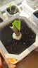 史丹利花土营养土6L 养花通用型多肉兰花专用种菜种花家用泥炭土壤种植 实拍图