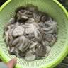 美加佳三去小章鱼净重2斤（500g*2袋）16-26只 去脏八爪鱼火锅聚餐 实拍图