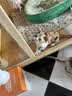 囧宝猫砂豆腐猫砂京东自营送货上门强效除臭猫咪猫砂宠物除臭4.6斤 实拍图