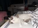 欢宠网伊丽莎白圈猫宠物狗猫咪狗狗绝育软项圈头套脖套防舔防咬脖圈耻辱 实拍图
