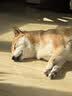 皇家（ROYAL CANIN）肠道处方狗粮GI25肠道舒缓护理肠胃成犬肠道全价处方粮1.5KG 实拍图