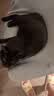洁客 豆腐膨润土混合猫砂除臭结团懒人猫砂2.5kg*8袋共20kg整箱装 实拍图