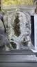 官参堂大连淡干海参干货 至甄250g 20-35只 底播辽刺参海鲜水产简装 实拍图