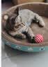 疯狂的主人猫抓板窝碗形大号猫抓盆不掉屑猫窝宠物猫玩具瓦楞纸猫爪板 实拍图