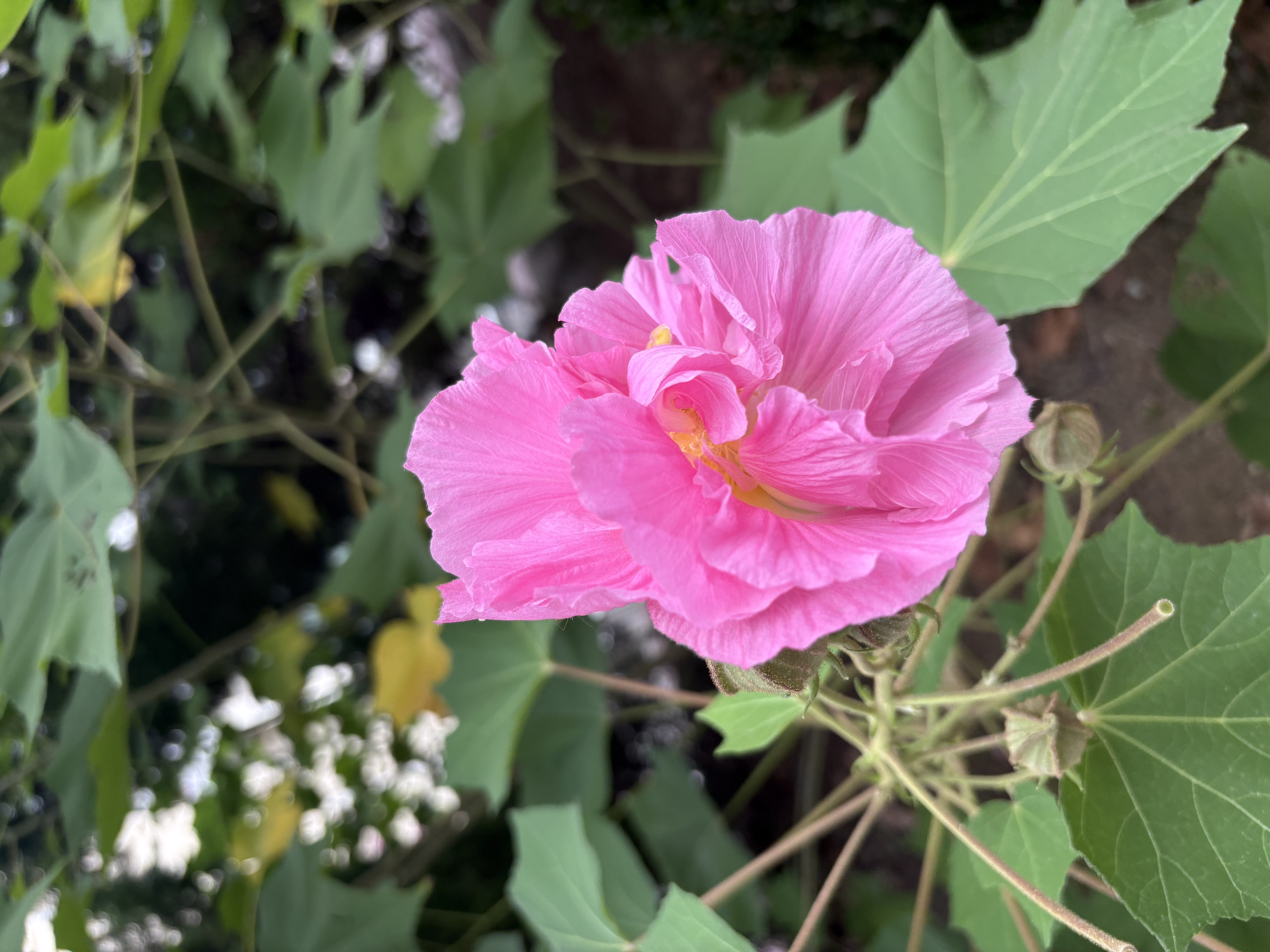 八芽小叶栀子花盆栽开花植物室内桌面茶几好养花卉绿植办公室净化空气 小叶栀子花-陶瓷竖纹盆 带盆栽好 实拍图