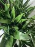 【富贵竹】广州发货水培植物好养懒人节节高供佛办公室内礼物七夕 富贵竹70cm10支 实拍图