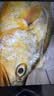 海名威 冷冻黄花鱼700g/2条装 宁德大黄鱼 海鱼 生鲜鱼类 海鲜水产 实拍图
