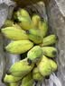 京鲜生广西苹果蕉香蕉净重4.5斤装 新鲜水果 米蕉粉蕉  源头直发 实拍图