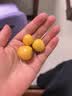 京觅东北姑娘果 2斤装净重 灯笼果黄菇娘洋姑娘果 新鲜水果源头直发 实拍图