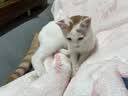 皇家猫粮 暹罗成猫粮 SM38 通用粮 12月以上 2KG 实拍图
