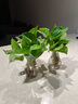 锦枫锦枫（jinfeng）办公室水培绿植花卉盆栽玻璃花盆水培植物 绿萝2盆装 含盆栽好 实拍图