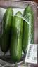 【水果菜】荷兰水果黄瓜约400g 实拍图