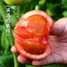 密农人家安心优选新鲜流沙番茄500g农家西红柿自然熟沙瓤酸甜爆汁时令蔬菜 1斤 流沙番茄500g 实拍图