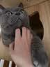伯纳天纯经典系列通用蓝猫金渐层美短成猫猫粮毛球管理10kg/20斤 实拍图