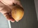 佳沛（zespri）新西兰金奇异果猕猴桃 5粒装 单果约88-103g 水果源头直发 实拍图